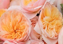 盆栽月季养殖方法和注意事项