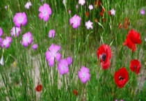 麦仙翁的种植多久？