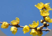 腊梅适合南方还是北方