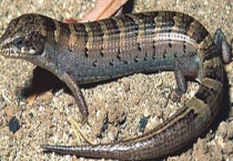 石龙子是不是保护动物 石龙子的食物有哪些？