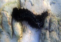 刺参和养殖海参的区别？ 具体表现在哪些方面