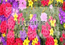 美女樱什么季节开花