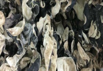 毛木耳产地哪里多 适合木耳生长的温湿度是多少？