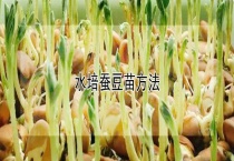 水培蚕豆苗多久？