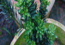 珍珠和米叶罗汉松区别？