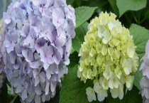 木绣球与无尽夏的区别？