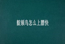 靛颏鸟怎么上膘快