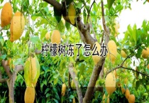 柠檬树冻了怎么办？