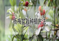 杨梅盆栽种植多久？
