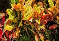 变叶木养在家里有毒吗？