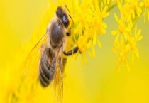 蜜蜂多少度会冻死 附注意事项