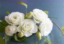 洋桔梗是多年生还是一年生