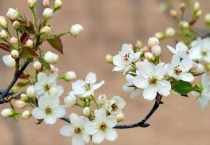 梨树打什么药不用授粉