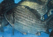 日常食用鱼的种类有哪些？如何区分？有什么功效