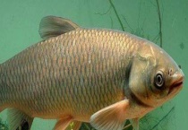 钓草鱼技巧及注意事项 详细如下