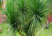 龙血树叶子卷曲怎么办 卷曲的原因？