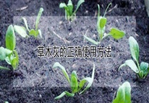 草木灰的正确使用多久？