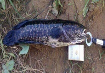 怎么钓黑鱼用什么饵 有哪些技巧