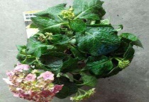 绣球叶子软塌塌的怎么办？