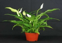 一帆风顺花能结种子吗？