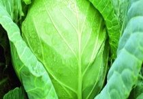 甘蓝种子价格及种植方法 附病虫害防治