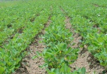 春花生几月播种