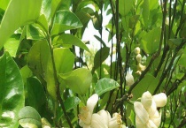 香泡属落叶还是常绿植物 主要分布在哪