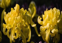 清明节扫墓用什么花为什么？