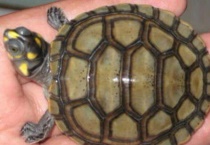 黄头龟为什么不让卖了