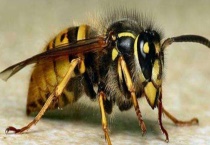 胡蜂(马蜂) 是什么？