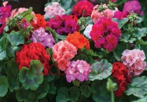 蝴蝶梅和天竺葵的区别？