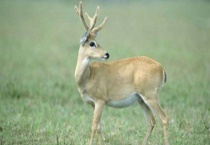 什么是南美草原鹿