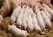 仔猪腹泻的防治方法 仔猪腹泻的原因？