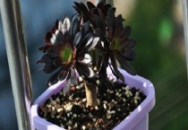 黑法师为什么老是掉叶