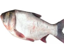 钓鲢鱼饵料配方大全 附详细介绍