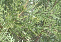 侧柏叶是什么树的叶