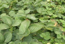 草莓移植后咋样管理