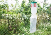 甲基硫菌灵的作用和使用多久？