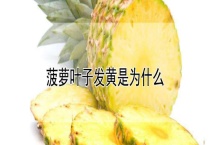 菠萝叶子发黄是为什么？