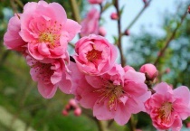 桃树开花期能浇水吗？