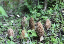 羊肚菌的采收及贮藏多久？