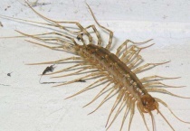 床上长的虫像蜈蚣