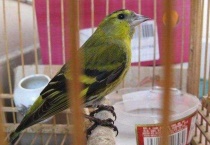 黄鸟通眉的特征