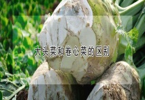 大头菜和卷心菜的区别？