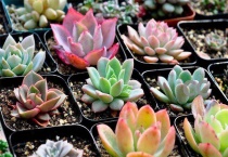 多肉放在阳光下还是阴凉处