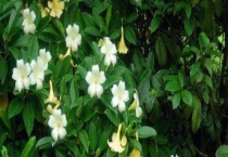 灰莉掉叶子怎么办？