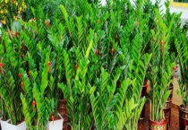 金钱树什么样子的 附金钱树的生长习性和繁殖多久？