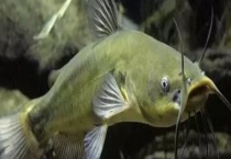 清江鱼和鲶鱼有什么不同 从体型、体色、头部等方面来区分