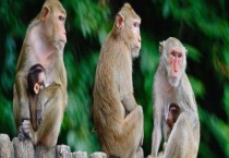 猴子尾巴的作用是什么 其他动物的尾巴有什么作用