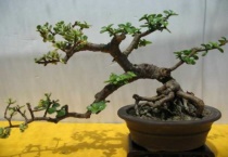 金枝玉叶开花吗？